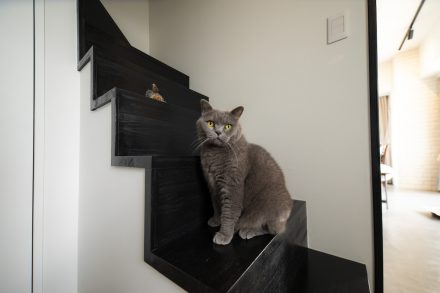 猫との住まい